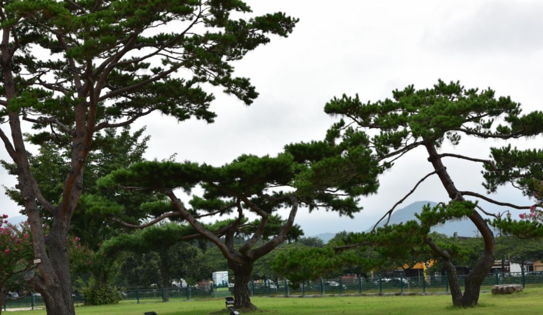 园林大讲堂｜清溪川：韩国人最引以为傲的生态改造项目