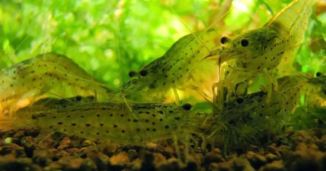 买的烤虾有股刺鼻气味是啥,菜场买的活虾有煤油味