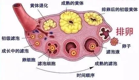 听到卵巢“早衰”，你害怕了吗？