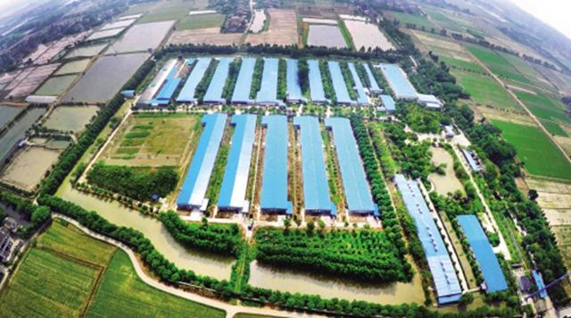 不简单！海宁90后小伙将小鸡蛋做成了大产业