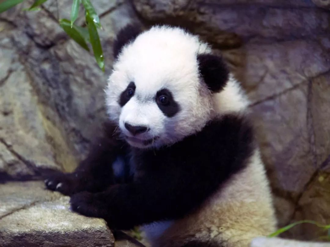 美国政府关门，“直播熊猫”画面被掐！美国网友炸锅：你们把我惹毛了