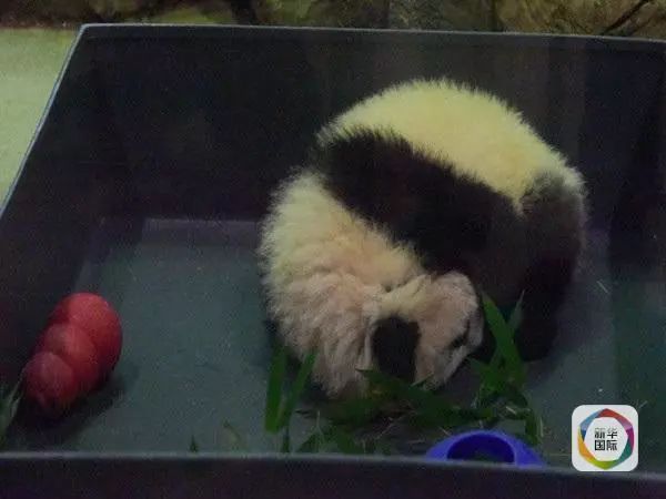 美国政府关门，“直播熊猫”画面被掐！美国网友炸锅：你们把我惹毛了