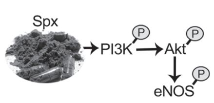 螺旋藻的效果,专家讲螺旋藻真正功效