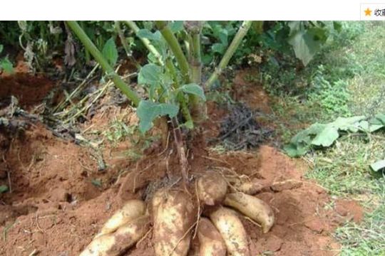 雪莲果的种植方法和红薯一样吗,雪莲果的种植方法和关注事项