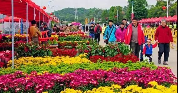 广州年花年桔收集地点,年桔年花废物利用