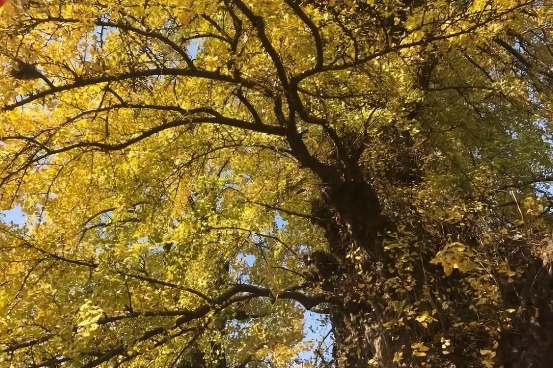 魔都一日游最佳路线,周末就要玩出来新花样