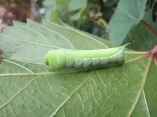 农村不可思议的东西,不可思议的新疆手工艺品