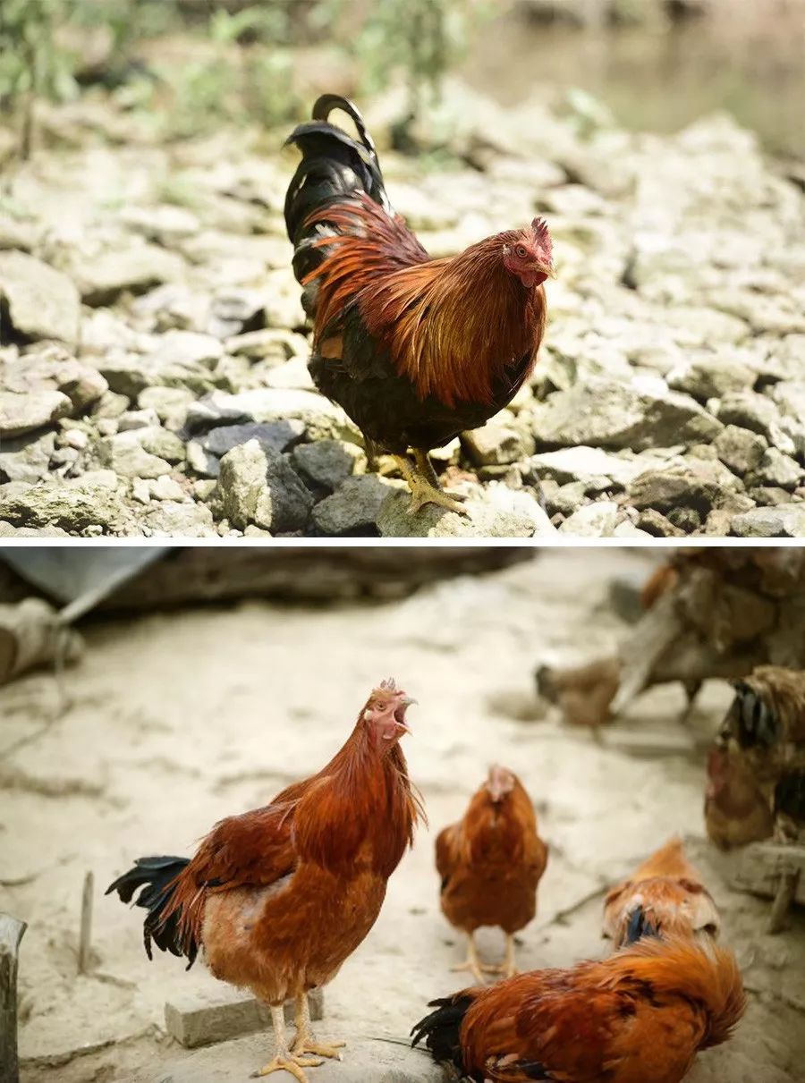 感受一下海南年味,黎族风味美食