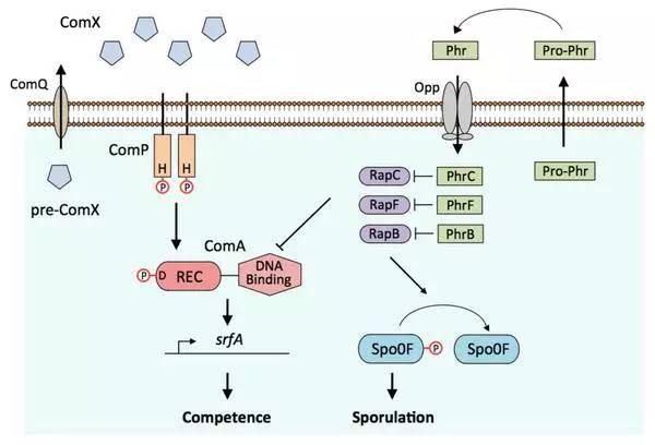 怎么画论文里面的插图,怎么在论文中画流程图