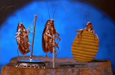 日本发明了机械蟑螂,日本杀蟑螂神器