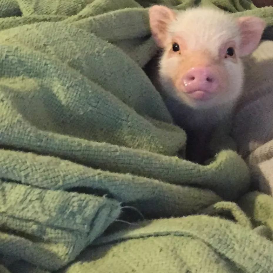 揭穿身边的骗局文章,揭穿新骗局视频