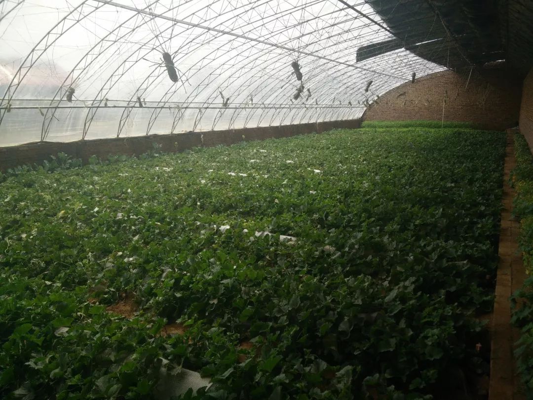 「乌审·民情日记」大牛地村第一书记朝格吉乐图