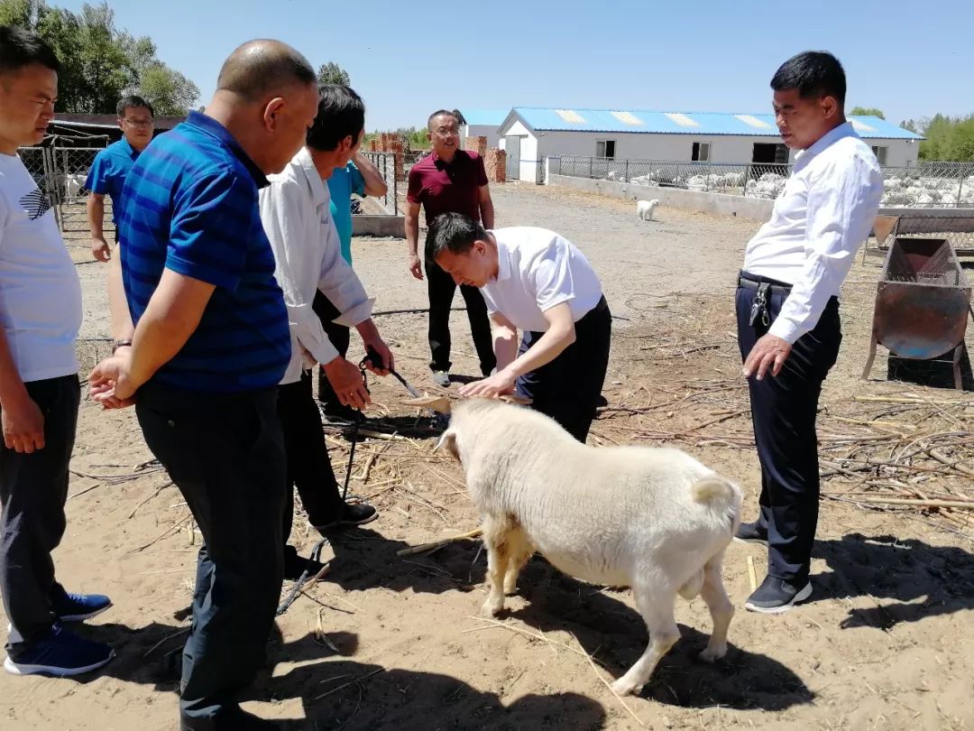 「乌审·民情日记」大牛地村第一书记朝格吉乐图