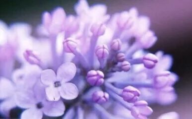 祖玛珑香水和圣罗兰哪个档次高,祖玛珑2018圣诞限量版香水