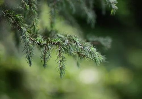 祖玛珑香水和圣罗兰哪个档次高,祖玛珑2018圣诞限量版香水