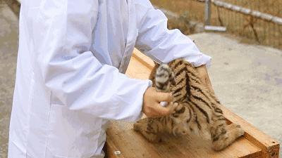 为什么体温计到42c了,为什么体温计刻度42