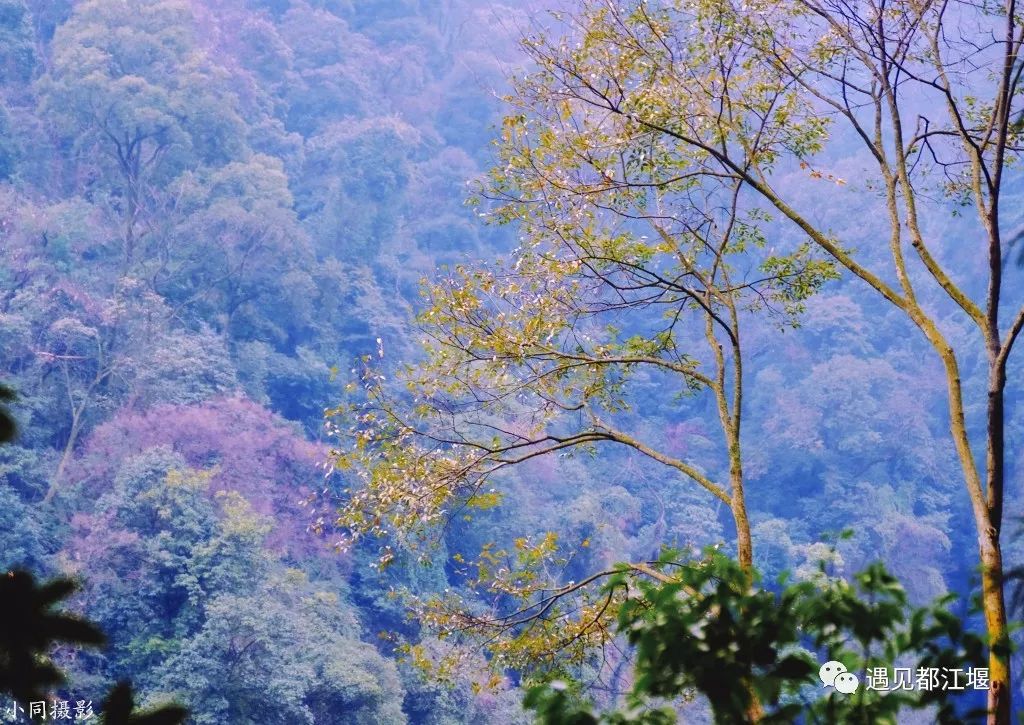 两天一夜青城山攻略,青城山旅游打卡攻略