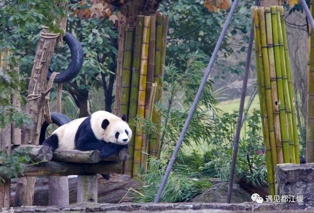两天一夜青城山攻略,青城山旅游打卡攻略