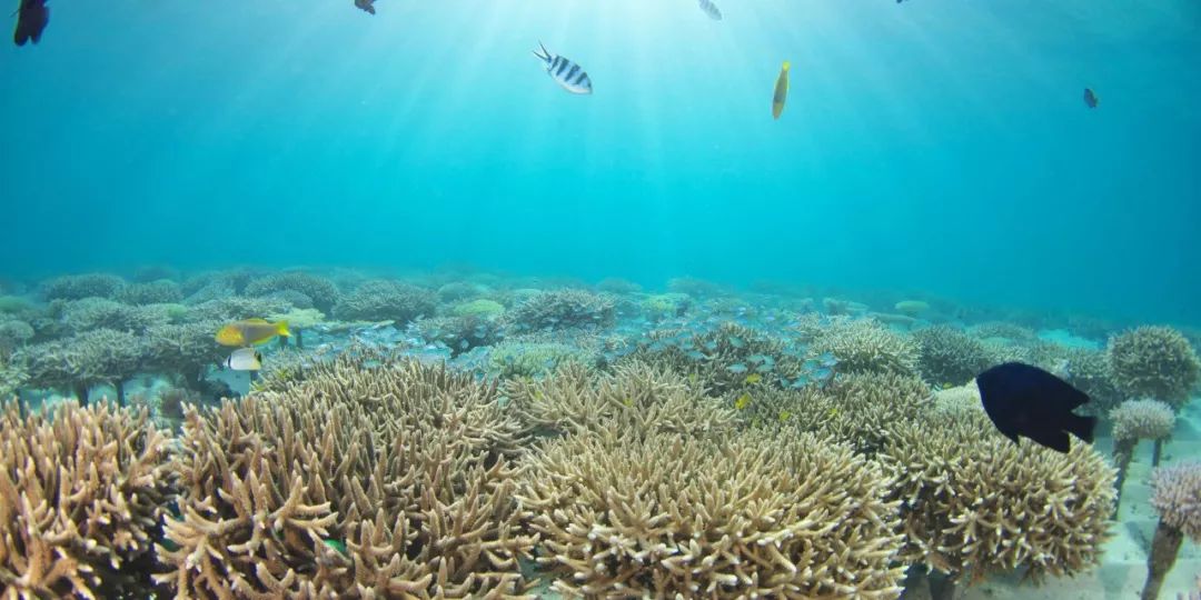 日本夏威夷樱花海岛,在日本最晚看到樱花开放的岛屿