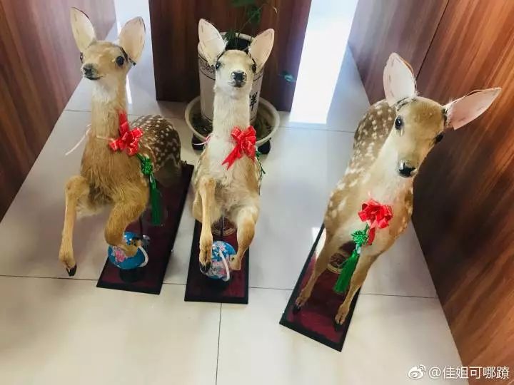 双阳市温泉,双阳温泉玩乐