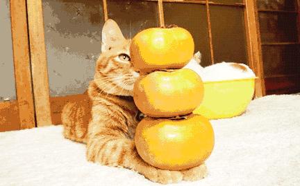 柿子不能和香蕉酸奶同食吗,柿子和酸奶香蕉一起吃会中毒吗