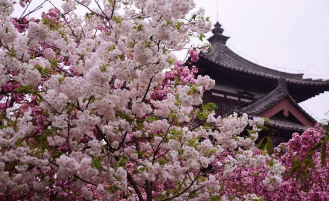 最美的西安公园图片,西安动物园旅游手绘示意图