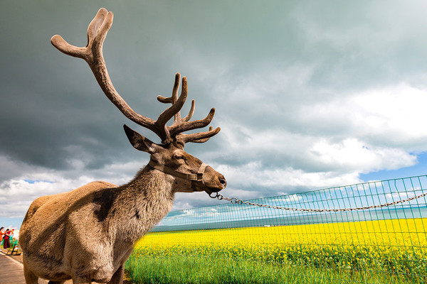 到青海湖旅游关注事项,去青海湖需要关注什么