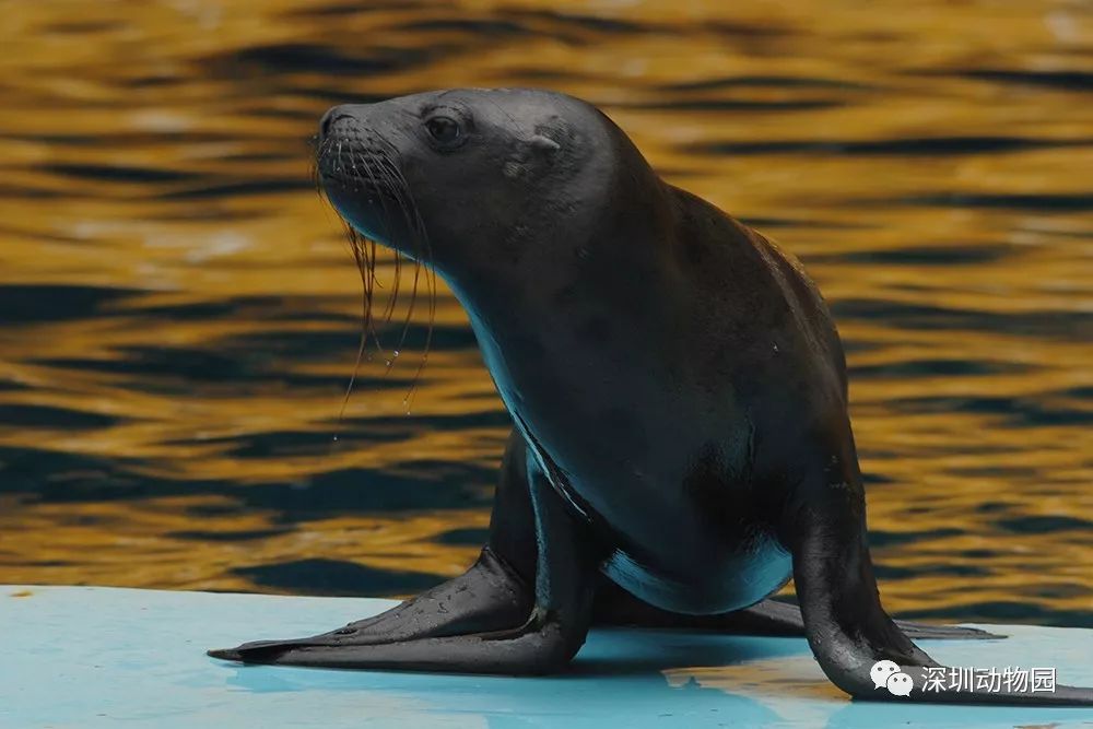 猪猪侠进入熊出没世界,猪猪侠限量金猪