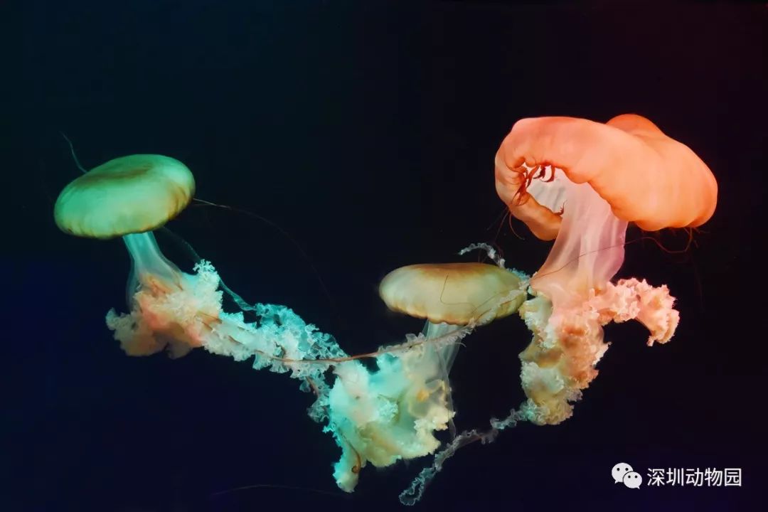 猪猪侠进入熊出没世界,猪猪侠限量金猪