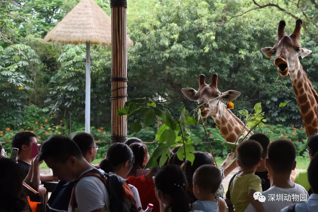 猪猪侠进入熊出没世界,猪猪侠限量金猪