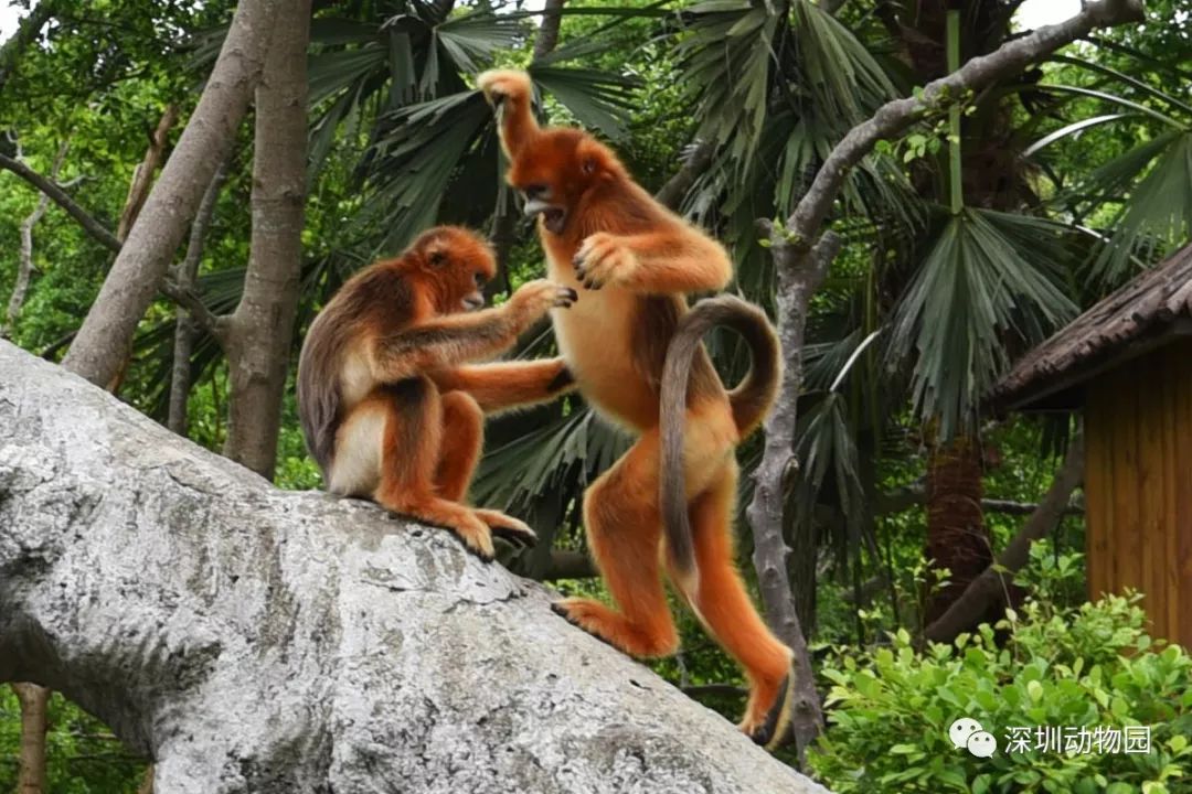 猪猪侠进入熊出没世界,猪猪侠限量金猪