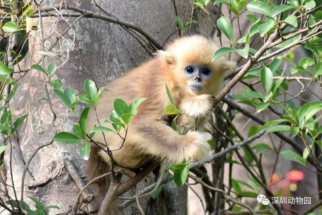 猪猪侠进入熊出没世界,猪猪侠限量金猪