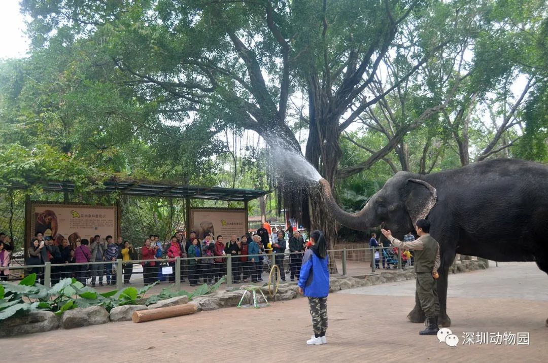 猪猪侠进入熊出没世界,猪猪侠限量金猪