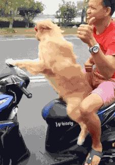 电动车闯红灯为啥是主责不是全责,电动车闯红灯全责的医疗费怎么办