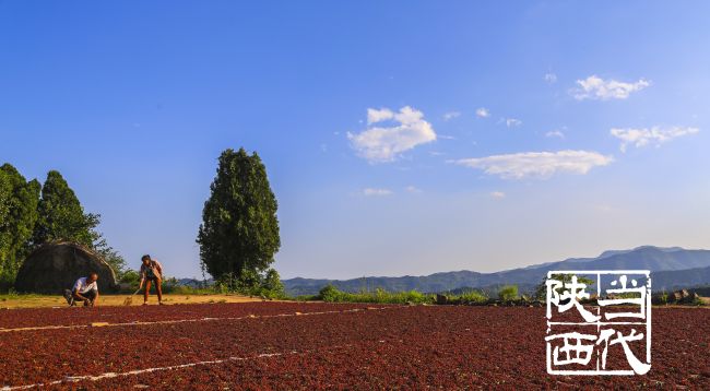 韩城花椒特点,韩城花椒