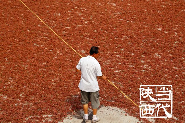 韩城花椒特点,韩城花椒