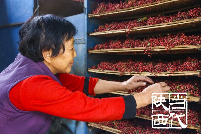 韩城花椒特点,韩城花椒