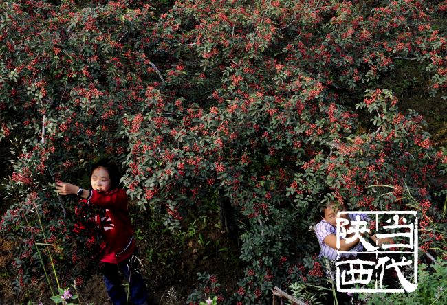 韩城花椒特点,韩城花椒