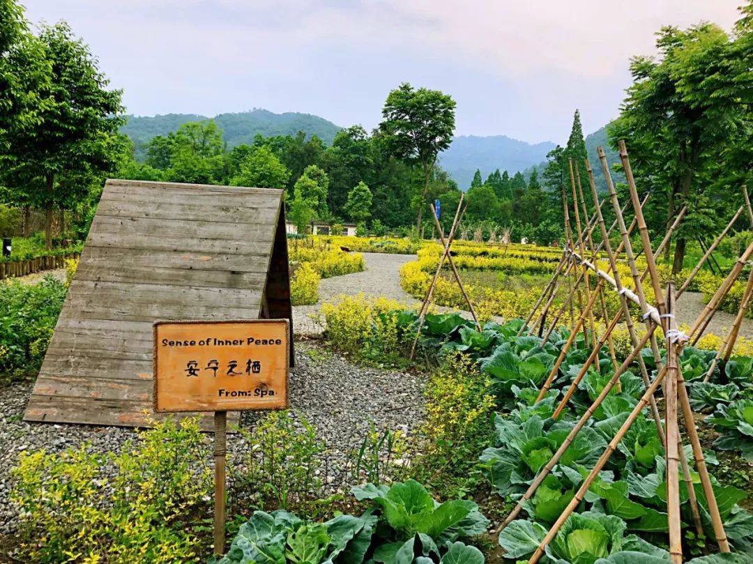 都江堰住宿3星级攻略最便宜的,都江堰团年饭好地方推荐