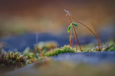 没有生产许可证生产无标签种子,没有种子生产许可证可以包装吗