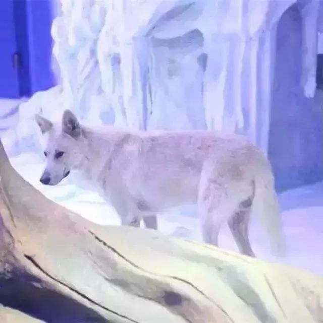 去看美人鱼咯，168元抢极地海洋世界一大一小超值套餐！