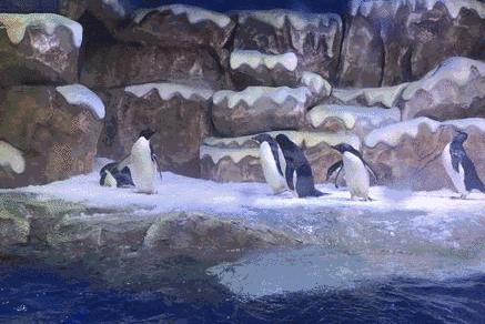 去看美人鱼咯，168元抢极地海洋世界一大一小超值套餐！