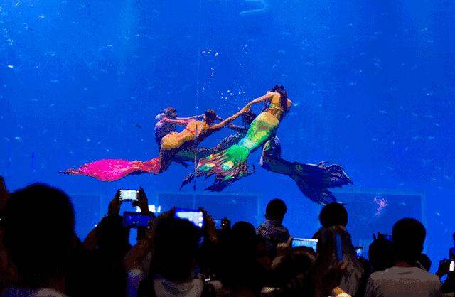 去看美人鱼咯，168元抢极地海洋世界一大一小超值套餐！