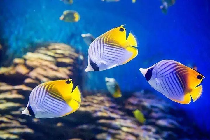 去看美人鱼咯，168元抢极地海洋世界一大一小超值套餐！