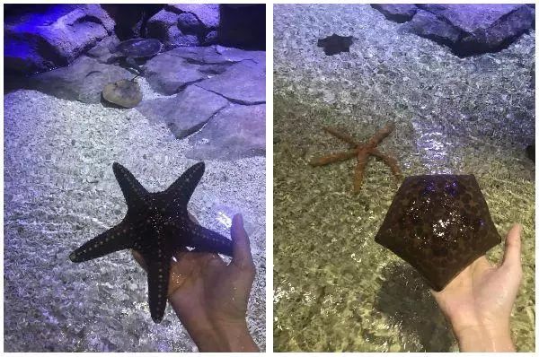 去看美人鱼咯，168元抢极地海洋世界一大一小超值套餐！