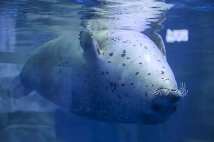 去看美人鱼咯，168元抢极地海洋世界一大一小超值套餐！