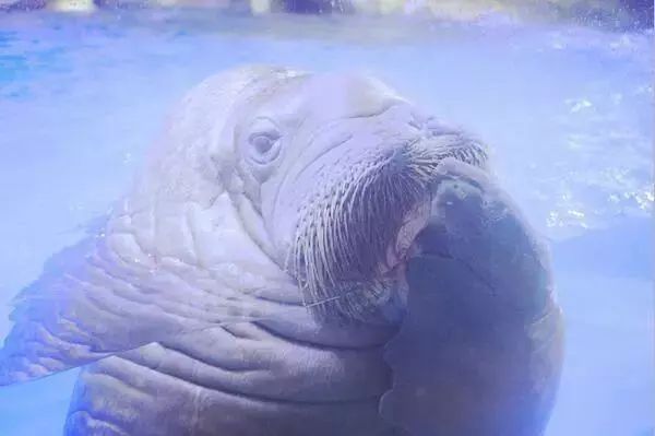 去看美人鱼咯，168元抢极地海洋世界一大一小超值套餐！