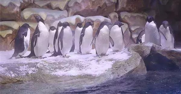 去看美人鱼咯，168元抢极地海洋世界一大一小超值套餐！