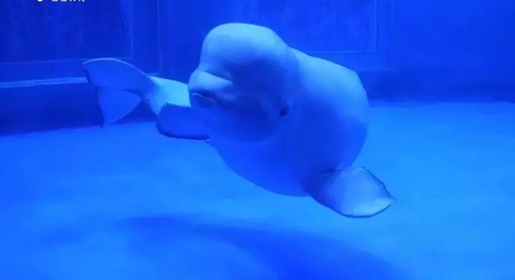 去看美人鱼咯，168元抢极地海洋世界一大一小超值套餐！