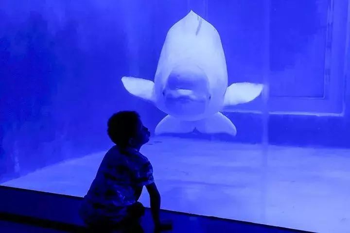 去看美人鱼咯，168元抢极地海洋世界一大一小超值套餐！